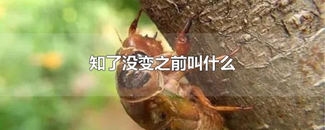 知了没变之前叫什么