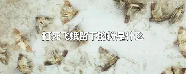 打死飞蛾留下的粉是什么 打死飞蛾留下的粉是什么