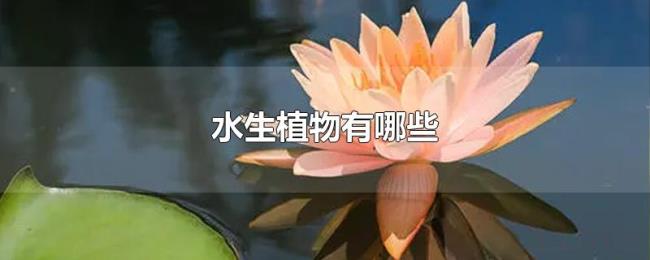水生植物有哪些 水生植物有哪些