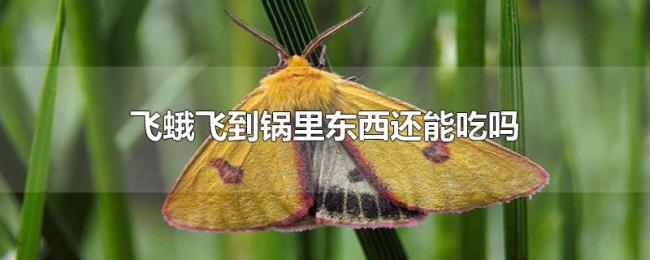 飞蛾飞到锅里东西还能吃吗 飞蛾飞到锅里东西还能吃吗