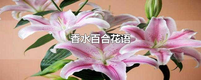 香水百合花语