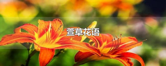 萱草花语 萱草花语