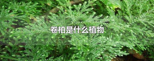 卷柏是什么植物 卷柏是什么植物