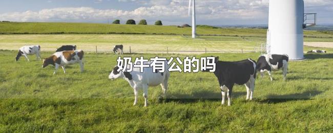 奶牛有公的吗 奶牛有公的吗