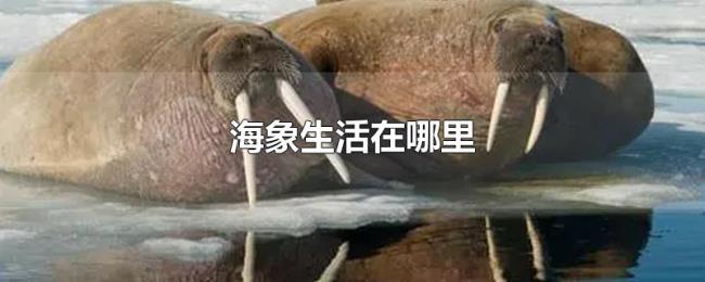 海象生活在哪里 海象生活在哪里