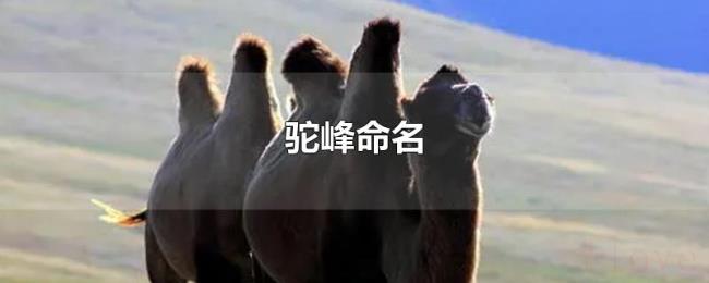 驼峰命名 驼峰命名