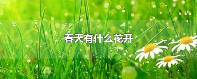 春天有什么花开 春天有什么花开
