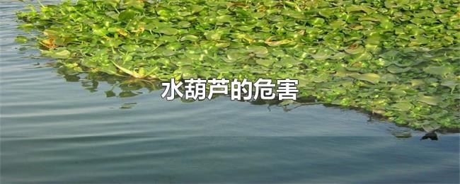 水葫芦的危害 水葫芦的危害