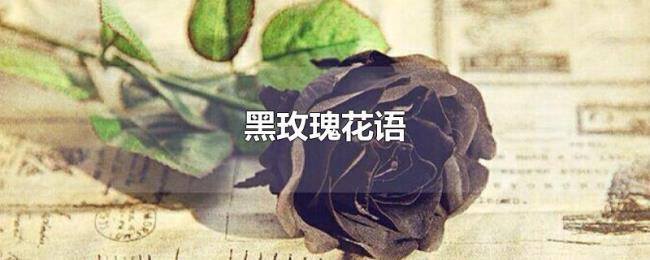 黑玫瑰花语 黑玫瑰花语