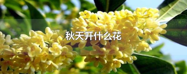 秋天开什么花