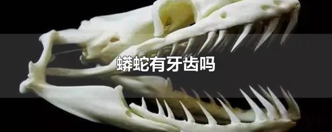 蟒蛇有牙齿吗 蟒蛇有牙齿吗
