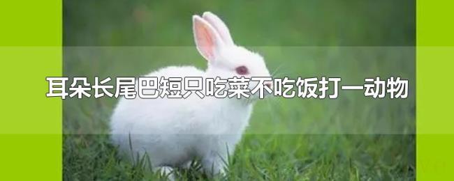 耳朵长尾巴短只吃菜不吃饭打一动物