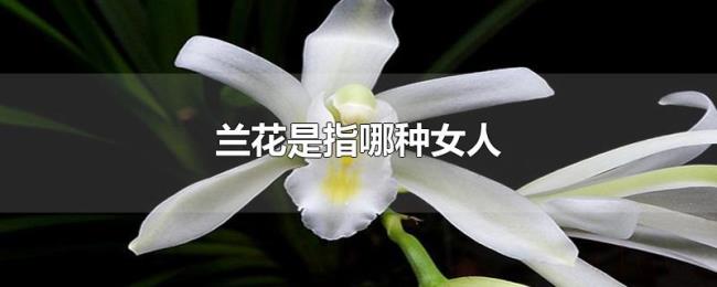 兰花是指哪种女人
