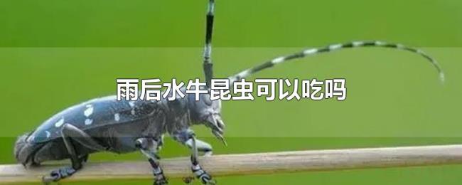 雨后水牛昆虫可以吃吗 雨后水牛昆虫可以吃吗