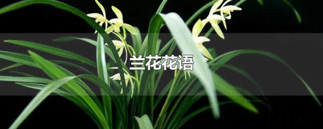 兰花花语
