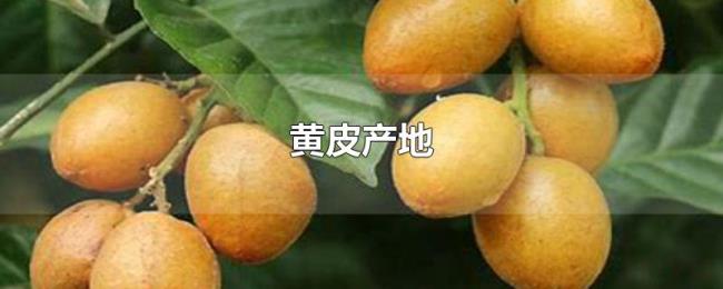 黄皮产地 黄皮产地
