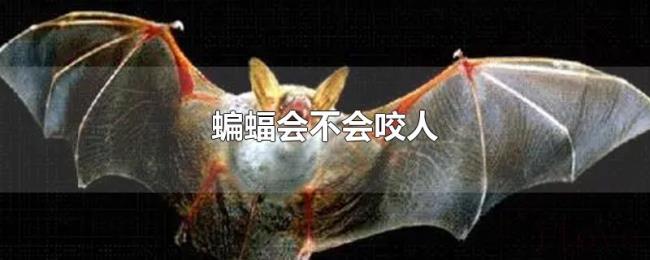 蝙蝠会不会咬人 蝙蝠会不会咬人