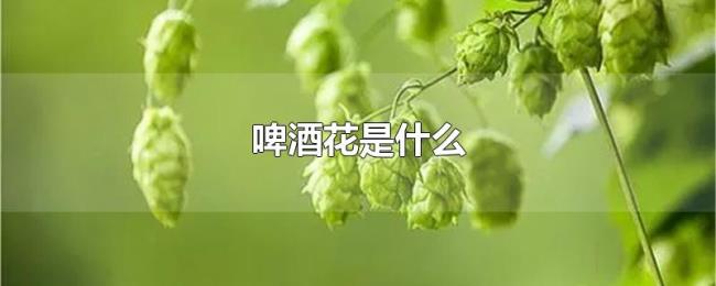 啤酒花是什么 啤酒花是什么