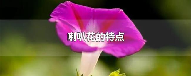 喇叭花的特点 喇叭花的特点