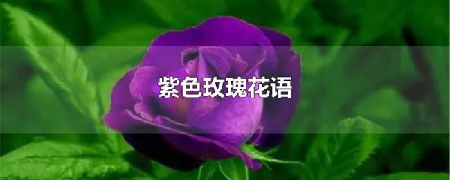 紫色玫瑰花语