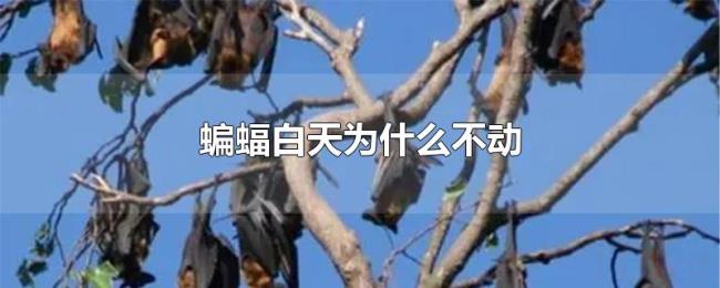 蝙蝠白天为什么不动 蝙蝠白天为什么不动