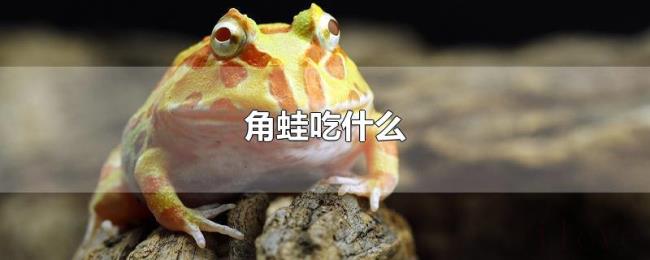 角蛙吃什么 角蛙吃什么