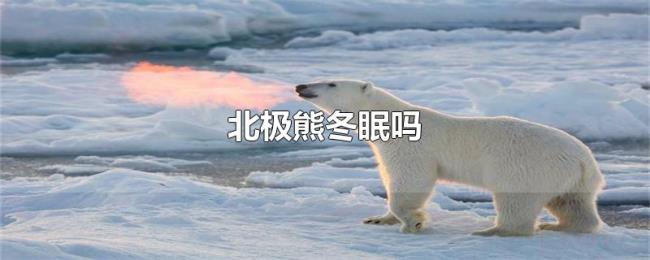 北极熊冬眠吗 北极熊冬眠吗