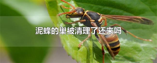泥蜂的巢被清理了还来吗 泥蜂的巢被清理了还来吗
