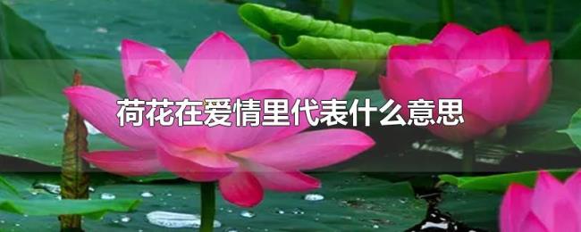 荷花在爱情里代表什么意思 荷花在爱情里代表什么意思
