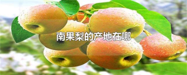南果梨的产地在哪 南果梨的产地在哪