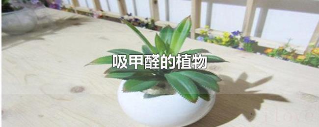 吸甲醛的植物 吸甲醛的植物