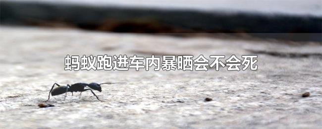 蚂蚁跑进车内暴晒会不会死 蚂蚁跑进车内暴晒会不会死
