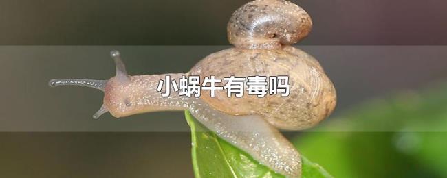 小蜗牛有毒吗 小蜗牛有毒吗