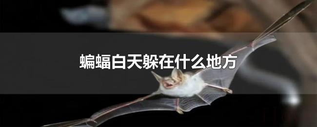 蝙蝠白天躲在什么地方