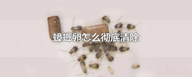 蟑螂卵怎么彻底清除 蟑螂卵怎么彻底清除