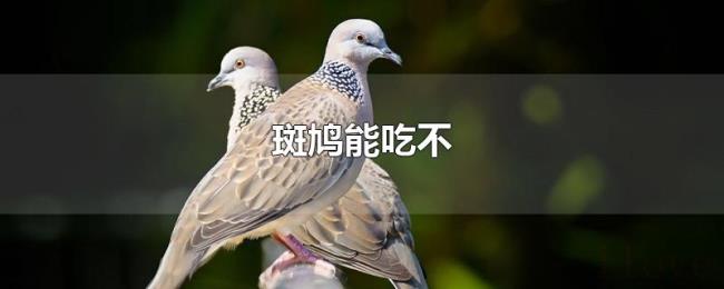斑鸠能吃不 斑鸠能吃不