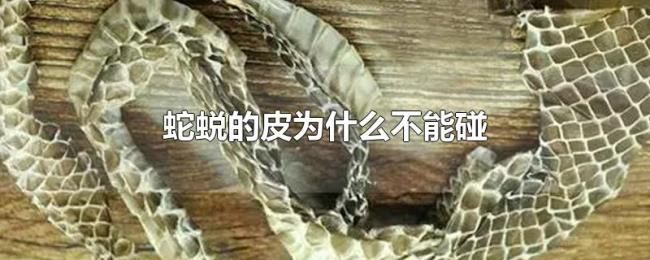 蛇蜕的皮为什么不能碰 蛇蜕的皮为什么不能碰