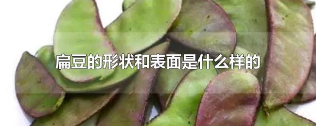 扁豆的形状和表面是什么样的 扁豆的形状和表面是什么样的
