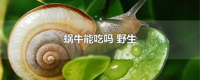 蜗牛能吃吗（野生）