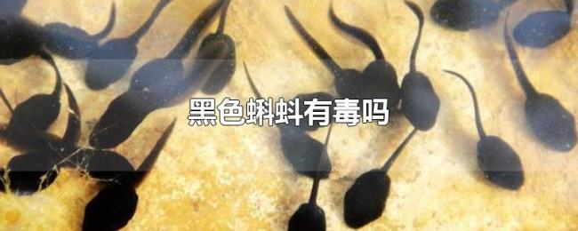 黑色蝌蚪有毒吗 黑色蝌蚪有毒吗