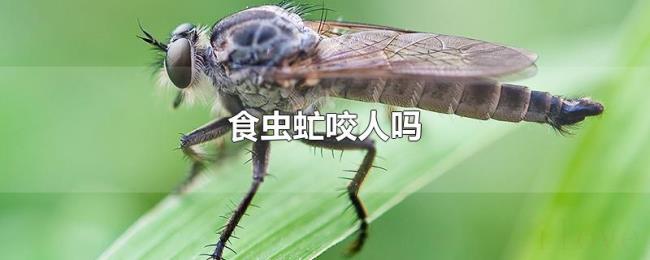食虫虻咬人吗 食虫虻咬人吗