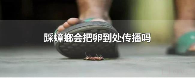 踩蟑螂会把卵到处传播吗 踩蟑螂会把卵到处传播吗