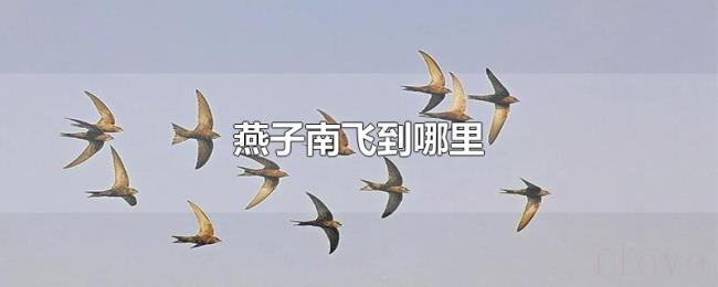 燕子南飞到哪里