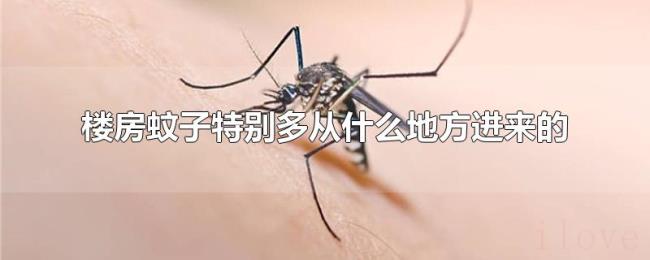 楼房蚊子特别多从什么地方进来的