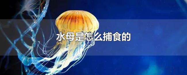 水母是怎么捕食的