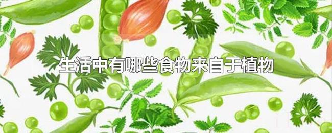 生活中有哪些食物来自于植物