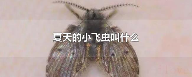 夏天的小飞虫叫什么 夏天的小飞虫叫什么