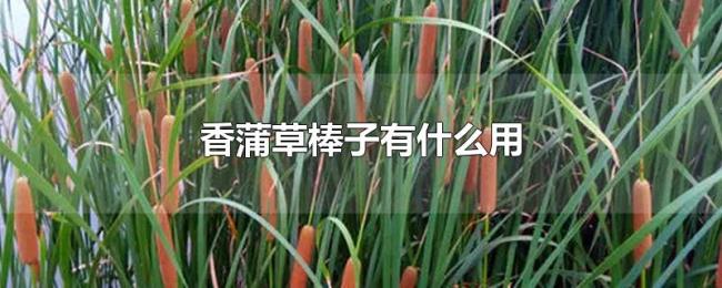 香蒲草棒子有什么用 香蒲草棒子有什么用