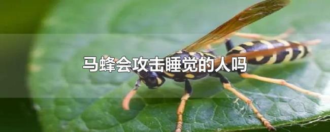 马蜂会攻击睡觉的人吗 马蜂会攻击睡觉的人吗