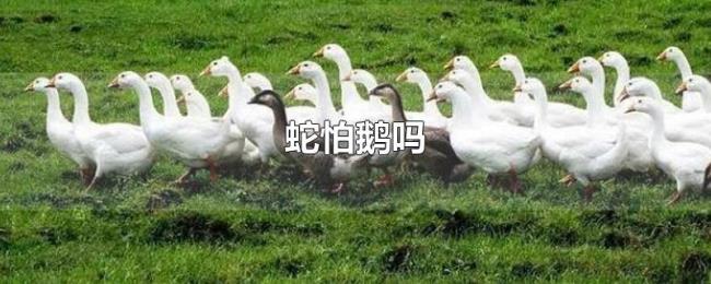 蛇怕鹅吗 蛇怕鹅吗